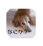 プチさん16歳（個別スタンプ：19）