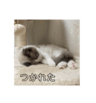 ラグドールのエマ（個別スタンプ：9）