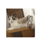 ラグドールのエマ（個別スタンプ：10）