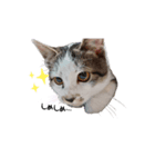 ちび猫 そら（個別スタンプ：1）