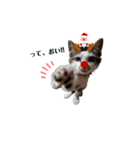 ちび猫 そら（個別スタンプ：2）