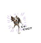 ちび猫 そら（個別スタンプ：3）