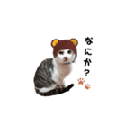 ちび猫 そら（個別スタンプ：5）