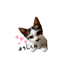 ちび猫 そら（個別スタンプ：8）