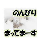 誰でも使えるスタンプ★エゾクロテン（個別スタンプ：1）