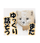 誰でも使えるスタンプ★エゾクロテン（個別スタンプ：2）