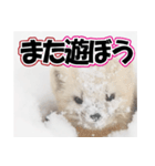 誰でも使えるスタンプ★エゾクロテン（個別スタンプ：3）