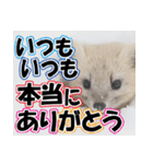 誰でも使えるスタンプ★エゾクロテン（個別スタンプ：5）