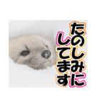 誰でも使えるスタンプ★エゾクロテン（個別スタンプ：7）