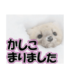 誰でも使えるスタンプ★エゾクロテン（個別スタンプ：10）