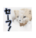誰でも使えるスタンプ★エゾクロテン（個別スタンプ：12）