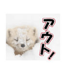 誰でも使えるスタンプ★エゾクロテン（個別スタンプ：13）
