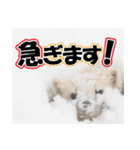 誰でも使えるスタンプ★エゾクロテン（個別スタンプ：15）