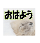 誰でも使えるスタンプ★エゾクロテン（個別スタンプ：17）