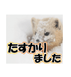 誰でも使えるスタンプ★エゾクロテン（個別スタンプ：19）