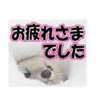 誰でも使えるスタンプ★エゾクロテン（個別スタンプ：20）