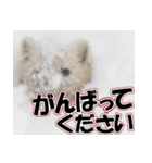 誰でも使えるスタンプ★エゾクロテン（個別スタンプ：23）