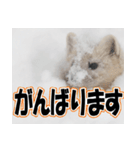 誰でも使えるスタンプ★エゾクロテン（個別スタンプ：24）