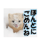 誰でも使えるスタンプ★エゾクロテン（個別スタンプ：28）