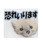 誰でも使えるスタンプ★エゾクロテン（個別スタンプ：29）