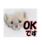 誰でも使えるスタンプ★エゾクロテン（個別スタンプ：31）