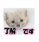 誰でも使えるスタンプ★エゾクロテン（個別スタンプ：32）
