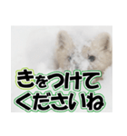 誰でも使えるスタンプ★エゾクロテン（個別スタンプ：37）
