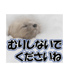 誰でも使えるスタンプ★エゾクロテン（個別スタンプ：39）