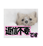 誰でも使えるスタンプ★エゾクロテン（個別スタンプ：40）
