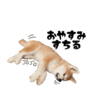 秋田犬☆GANMO こども編（個別スタンプ：1）