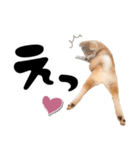 秋田犬☆GANMO こども編（個別スタンプ：2）