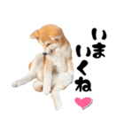 秋田犬☆GANMO こども編（個別スタンプ：3）