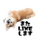 秋田犬☆GANMO こども編（個別スタンプ：4）
