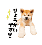 秋田犬☆GANMO こども編（個別スタンプ：5）