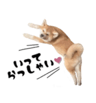 秋田犬☆GANMO こども編（個別スタンプ：6）