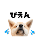 秋田犬☆GANMO こども編（個別スタンプ：9）