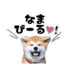 秋田犬☆GANMO こども編（個別スタンプ：10）