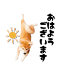 秋田犬☆GANMO こども編（個別スタンプ：14）
