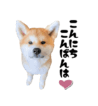 秋田犬☆GANMO こども編（個別スタンプ：15）