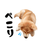 秋田犬☆GANMO こども編（個別スタンプ：16）