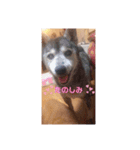 らぶよもまっく①（個別スタンプ：13）