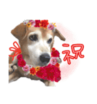いろんな時に使いたい我が家の犬スタンプ！（個別スタンプ：2）