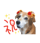 いろんな時に使いたい我が家の犬スタンプ！（個別スタンプ：3）