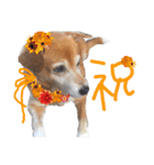 いろんな時に使いたい我が家の犬スタンプ！（個別スタンプ：4）