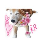 いろんな時に使いたい我が家の犬スタンプ！（個別スタンプ：5）