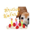 いろんな時に使いたい我が家の犬スタンプ！（個別スタンプ：7）