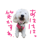 いろんな時に使いたい我が家の犬スタンプ！（個別スタンプ：9）