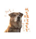いろんな時に使いたい我が家の犬スタンプ！（個別スタンプ：10）
