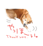 いろんな時に使いたい我が家の犬スタンプ！（個別スタンプ：11）