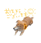 いろんな時に使いたい我が家の犬スタンプ！（個別スタンプ：12）